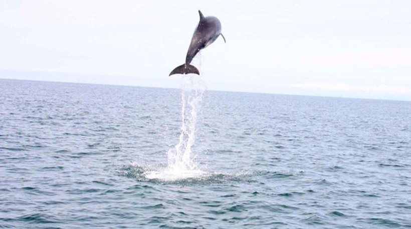 Καρέ-καρέ το άλμα 4,5 μέτρων δελφινιού έξω από τη θάλασσα [φωτο]